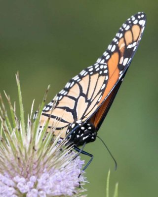 MonarchButterfly86R.jpg