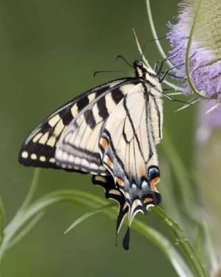 TigerSwallowtail58.jpg