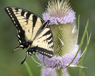 TigerSwallowtail60.jpg