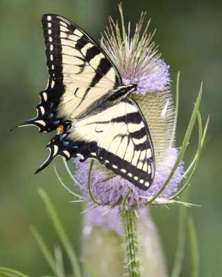 TigerSwallowtail61R.jpg