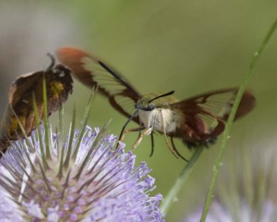 HummingbirdClearwingMoth27R.jpg