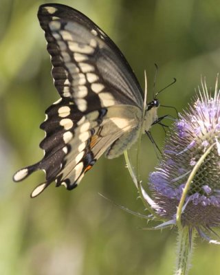 GiantSwallowtail60R.jpg