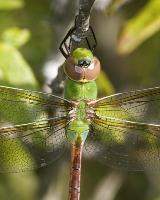 GreenDarner29R.jpg
