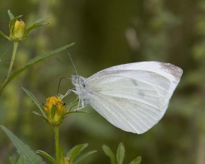 CabbageWhiteButterfly8R.jpg