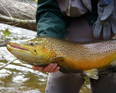 BrownTrout51.jpg