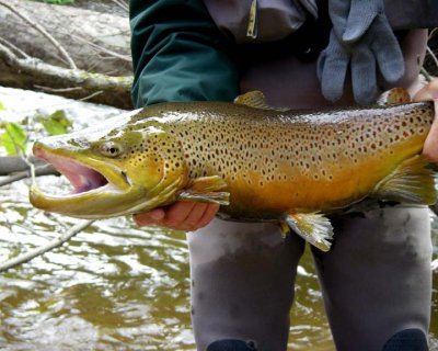 BrownTrout52.jpg
