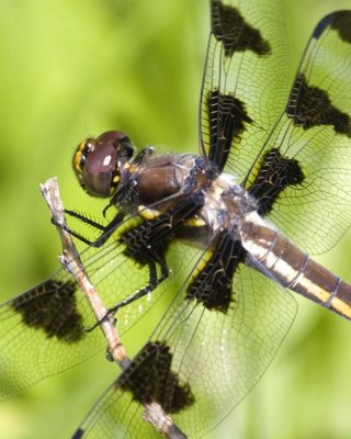 TwelveSpottedSkimmer22.jpg