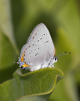 AcadianHairstreak5.jpg