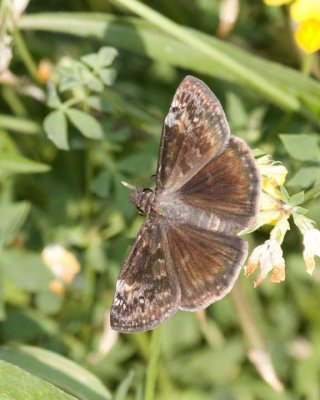 WildIndigoDuskywing13R.jpg