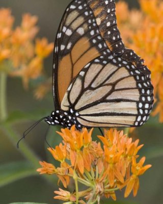 MonarchButterfly96R.jpg