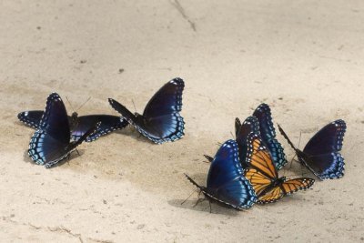 RedSpottedPurpleButterflies55R.jpg