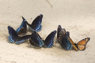 RedSpottedPurpleButterflies58R.jpg