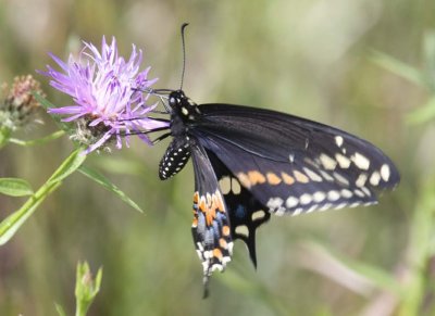 EasternBlackSwallowtail59R.jpg