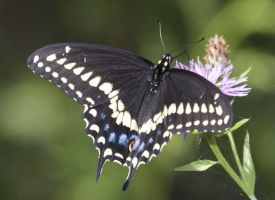 EasternBlackSwallowtail62R.jpg