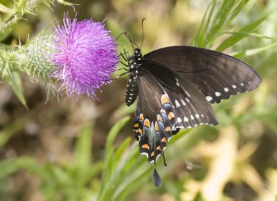 SpicebushSwallowtail42R.jpg