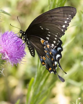 SpicebushSwallowtail44R.jpg