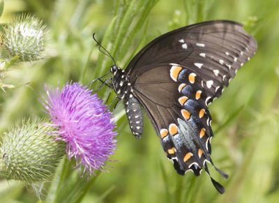 SpicebushSwallowtail47R.jpg