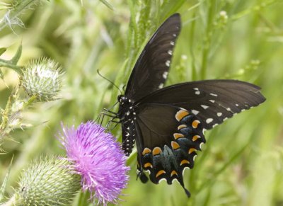 SpicebushSwallowtail48R.jpg