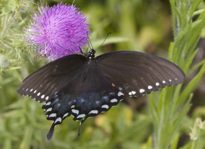 SpicebushSwallowtail53R.jpg