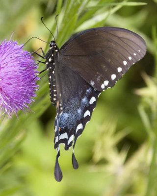 SpicebushSwallowtail58R.jpg