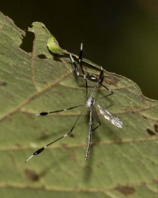 PhantomCraneFly7R.jpg