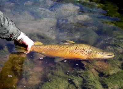 BrownTrout79.jpg