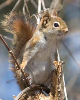 Chipmunks Squirrels & Raccoons