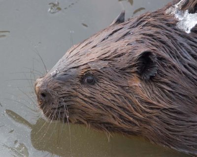 Beavers Muskrats Mink & Porcupines