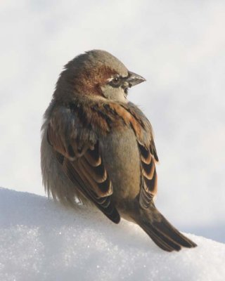 HouseSparrow53.jpg