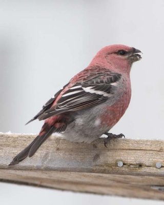 Finches