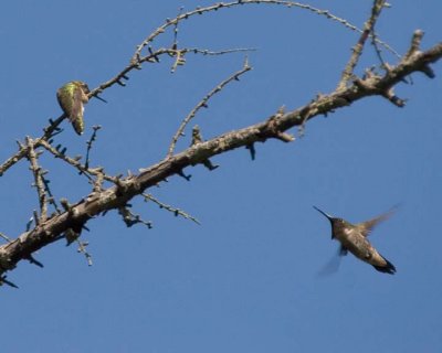 Hummingbirds