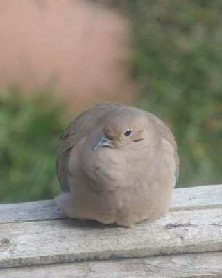 Pigeons & Doves