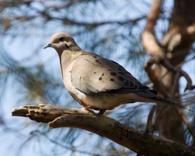 MourningDove38.jpg
