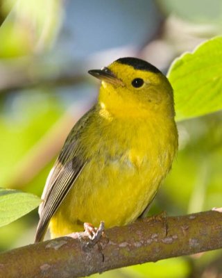 WilsonsWarbler8R.jpg