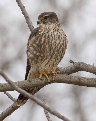 Kestrels, Merlins & Peregrines