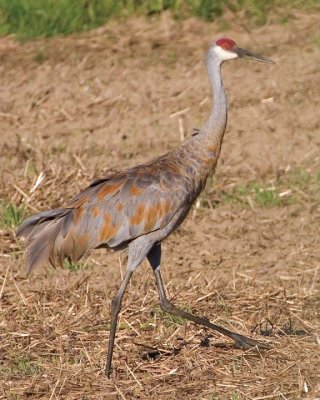 SandhillCrane96.jpg