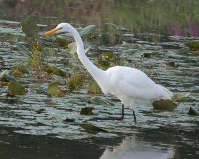 Egrets