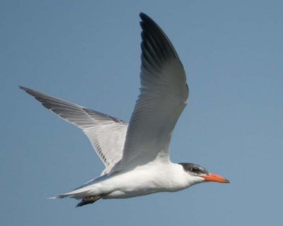 Terns