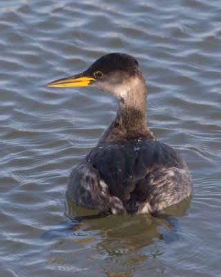 Grebes & Loons