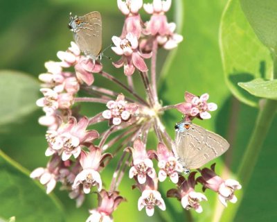 BandedHairstreak10.jpg