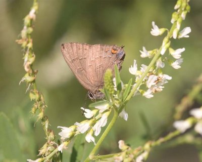 BandedHairstreak13R.jpg