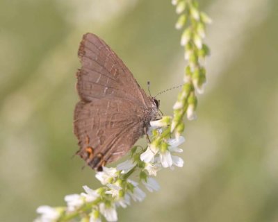 BandedHairstreak16R.jpg
