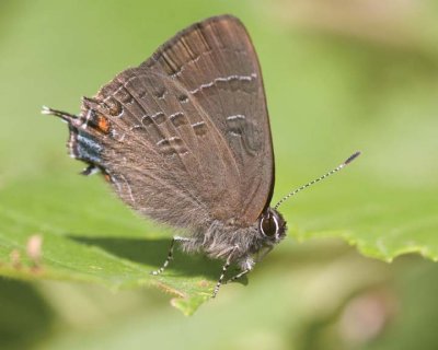 BandedHairstreak7.jpg