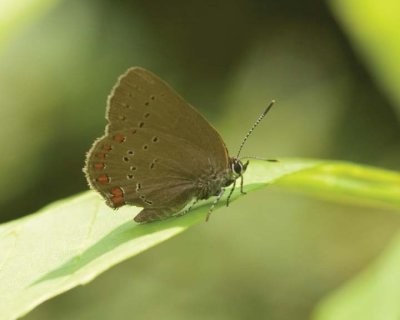 CoralHairstreak1.jpg