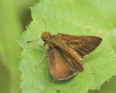 Skippers & Duskywings