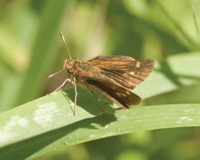LittleGlassywingSkipper3.jpg