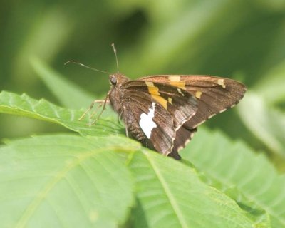 SilverSpottedSkipper9.jpg