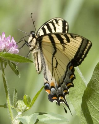 TigerSwallowtail41R.jpg