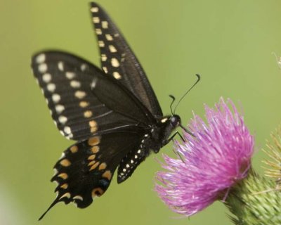 EasternBlackSwallowtail15.jpg