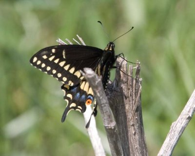EasternBlackSwallowtail33.jpg